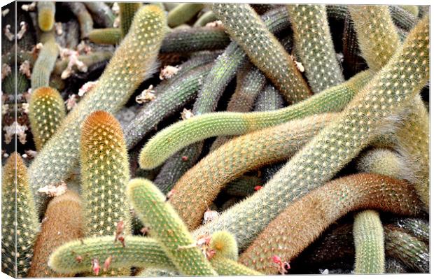 Cactus Canvas Print by Nelly Gogus