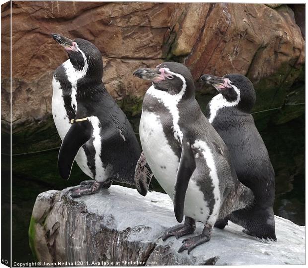 Penguins ready to dive Canvas Print by Jason Bednall