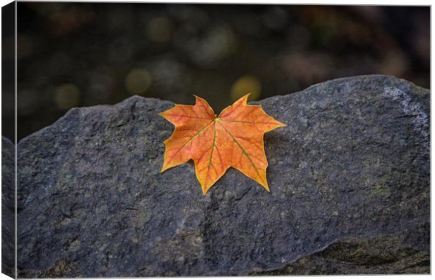  Autumn leaf Canvas Print by karen shivas