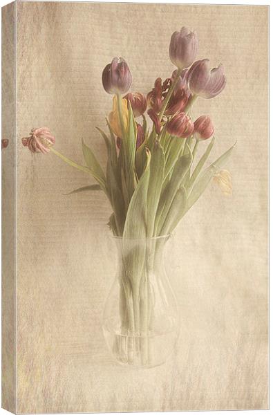  Tulips Canvas Print by karen shivas