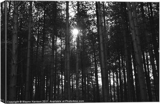 Afternoon sun through the woods Canvas Print by Wayne Harrison