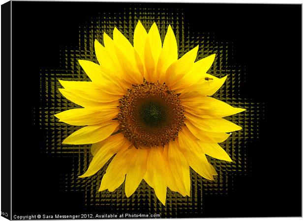 Sunflower shakes Canvas Print by Sara Messenger