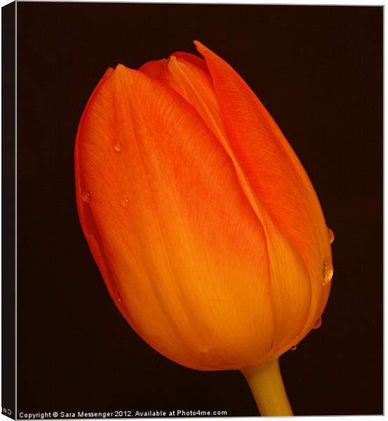 Cry me a tulip Canvas Print by Sara Messenger