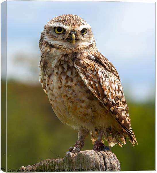 Burrowing owl Canvas Print by Sara Messenger