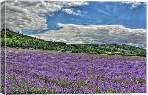 Purple haze Canvas Print by Sara Messenger