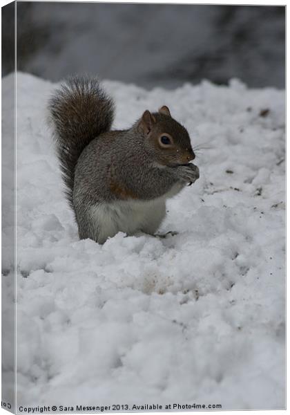 Grey squirrel in the snow Canvas Print by Sara Messenger