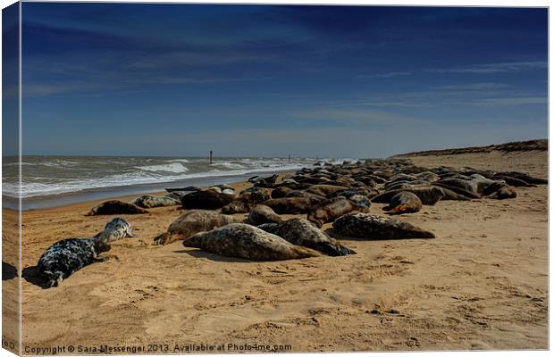 A Sea of Seals Canvas Print by Sara Messenger