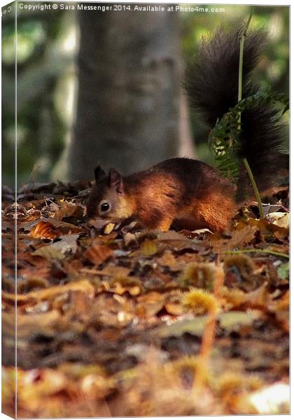  Red Squirrel Canvas Print by Sara Messenger