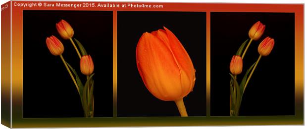  Trio of Tulips  Canvas Print by Sara Messenger