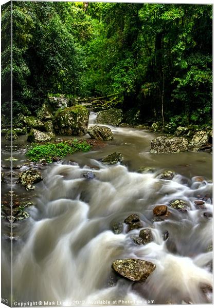 Cave Creek - Springbrook National Park Canvas Print by Mark Lucey