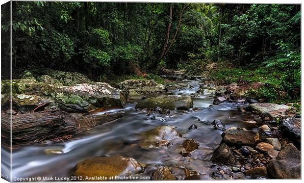 Creek in the Wilderness Canvas Print by Mark Lucey