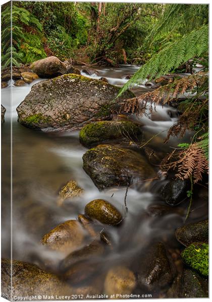 Mountain Creek Canvas Print by Mark Lucey