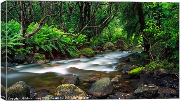 Entanglement Canvas Print by Mark Lucey