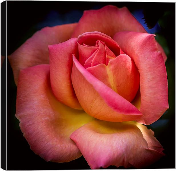 A Blooming Rose Canvas Print by Mark Lucey