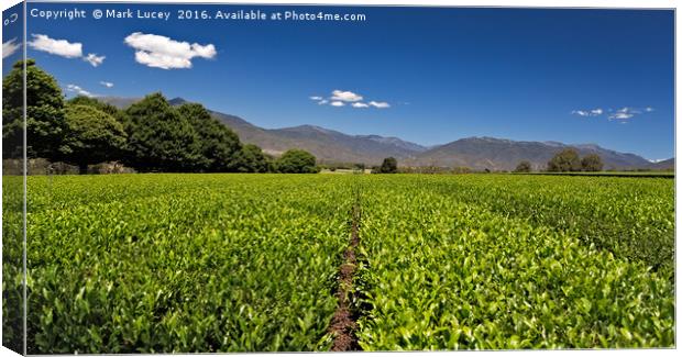 Ready for Harvest Canvas Print by Mark Lucey