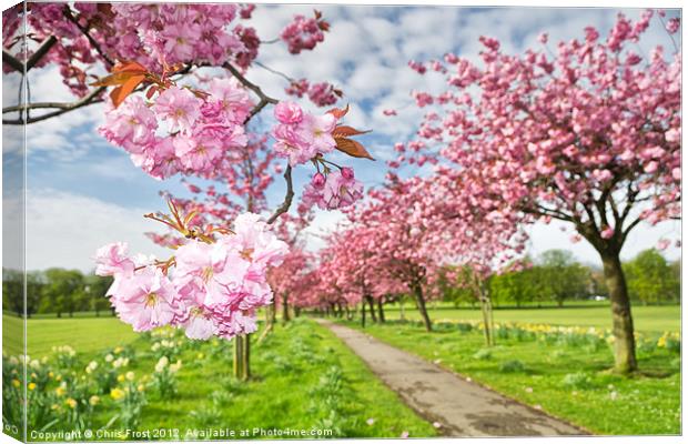 The Stray in Blossom Canvas Print by Chris Frost
