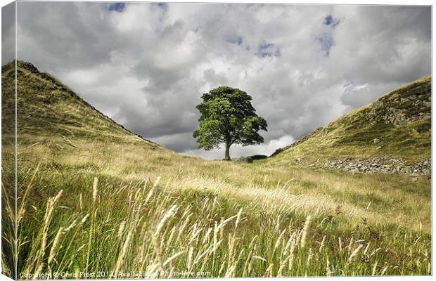 Sycamore Gap, Hadrians Wall Canvas Print by Chris Frost