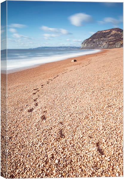 A long walk to Golden Cap Canvas Print by Chris Frost