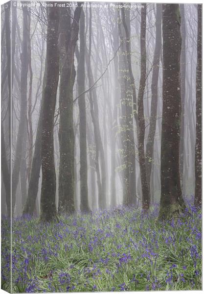 Hooke Bluebell Mist Canvas Print by Chris Frost