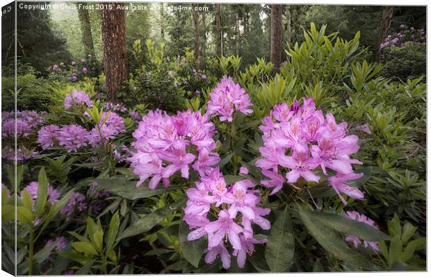  Rhododendron Mile Canvas Print by Chris Frost
