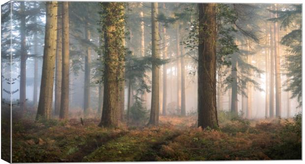 Puddletown Forest Canvas Print by Chris Frost