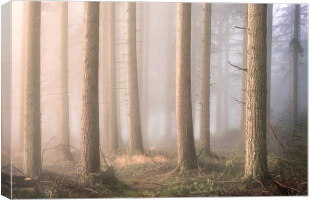 Into the Mist Canvas Print by Chris Frost