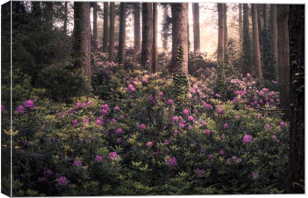 Woodland Bloom Canvas Print by Chris Frost