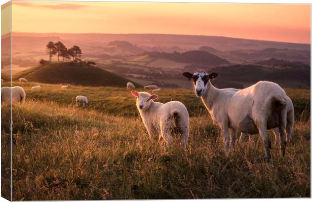 Colmer's Flock Canvas Print by Chris Frost