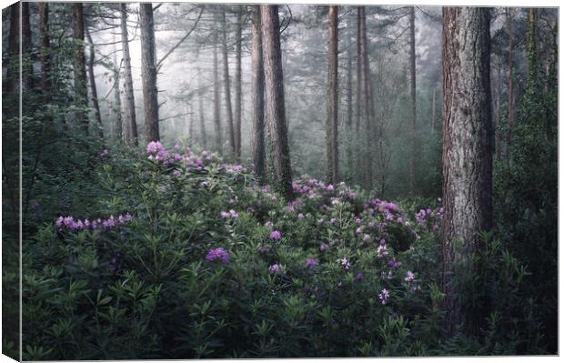 Rhoddies in the Mist Canvas Print by Chris Frost