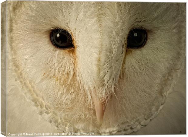 Barn Owl Canvas Print by Neal P