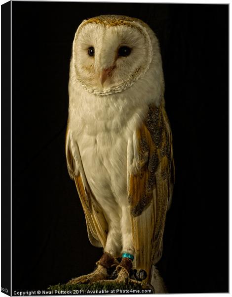 Barn Owl #2 Canvas Print by Neal P