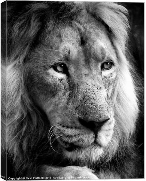 Panthera Leo Canvas Print by Neal P