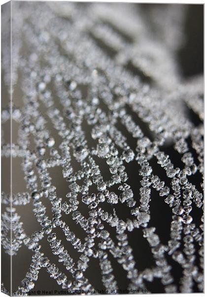 Frozen Spiders Web Canvas Print by Neal P