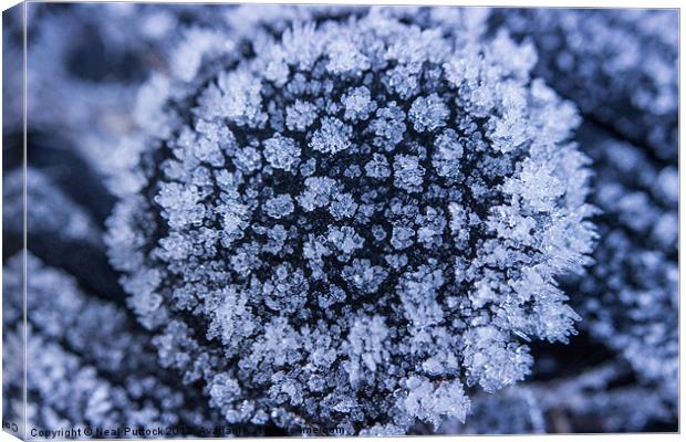 Ice Flower Canvas Print by Neal P