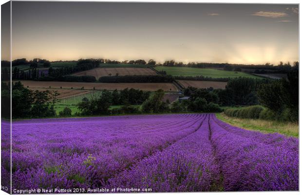 Lavender Field Canvas Print by Neal P