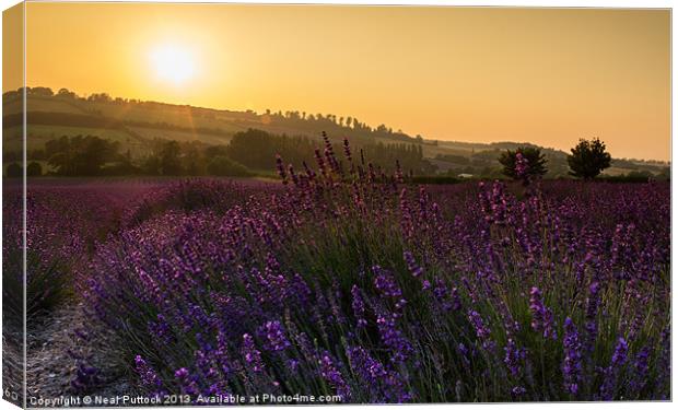 Lavender Sunset Canvas Print by Neal P