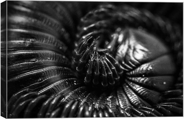 Coil Canvas Print by Neal P