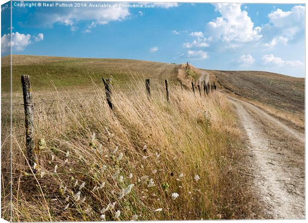  Path in the Field Canvas Print by Neal P