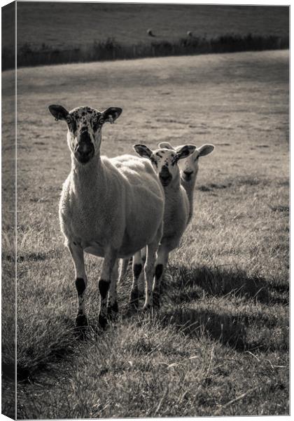 Three Sheep Canvas Print by Neal P