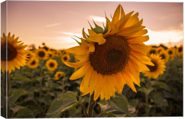 Sunflower Canvas Print by Neal P
