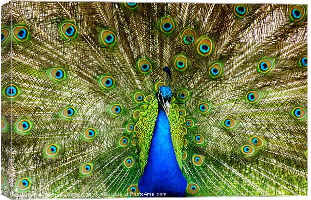You looking at me? Canvas Print by Rachael Hood