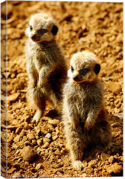 Baby Meerkat Twins Canvas Print by Rachael Hood