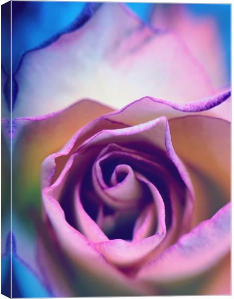 Rainbow Rose Canvas Print by Rachael Hood
