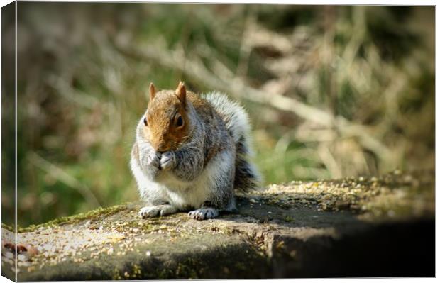 Curious Squirrel Canvas Print by Rachael Hood