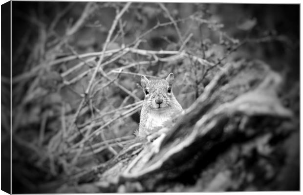 You looking at me? Canvas Print by Rachael Hood