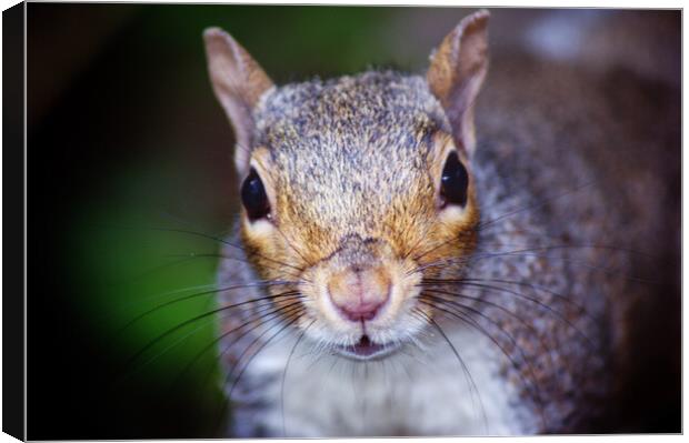 Nosey squirrel  Canvas Print by Rachael Hood