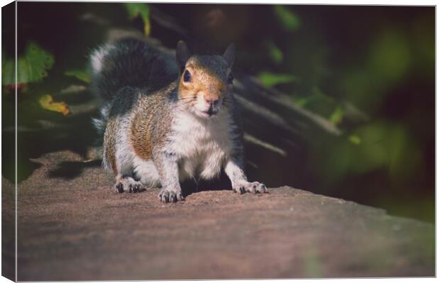 Startled Squirrel  Canvas Print by Rachael Hood