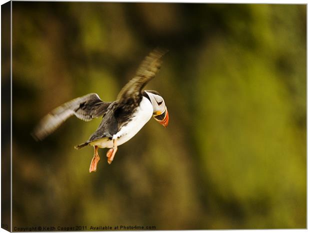 Puffin in Flight Canvas Print by Keith Cooper