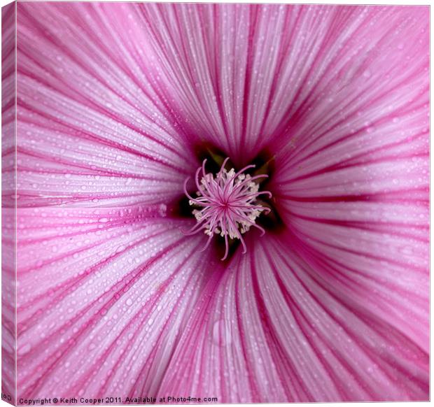 Mallow Canvas Print by Keith Cooper