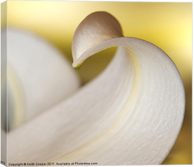 White Lily Petal Canvas Print by Keith Cooper